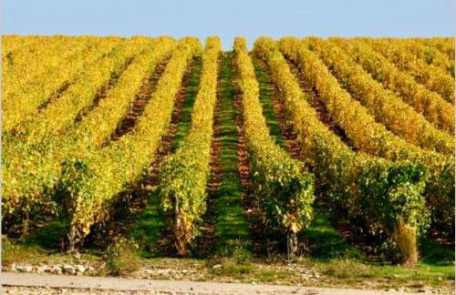 Le clos jasmin - quartier historique de Montlouis - Foto 33