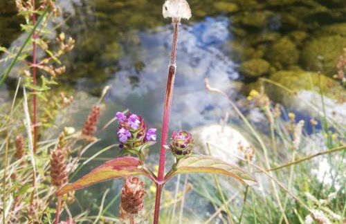 Sambuc'asa - Serra da Estrela - Foto 67