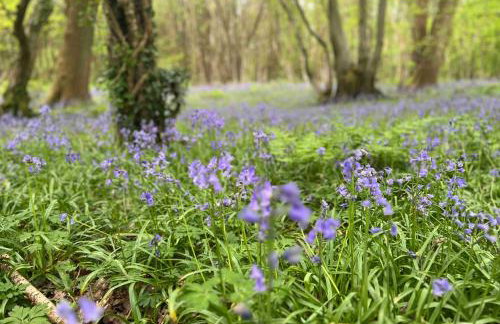 Palm Cottage - Foto 21