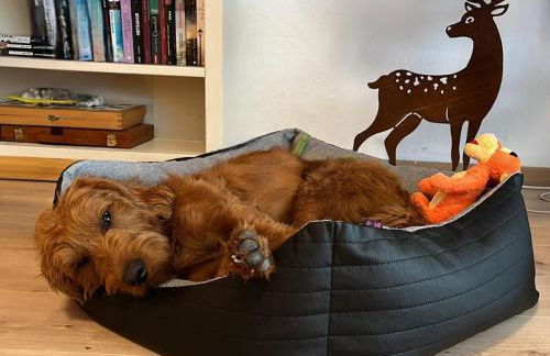 Ferienwohnung in Triberg am Waldrand - idyllisch, ruhig, erholsam - Foto 12