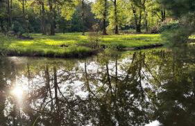 Country Retreat with ponds-views-porches & pups - Foto 51
