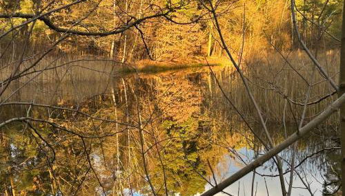 WaldFloß am Silbersee - Nature Pure Life! - Foto 2