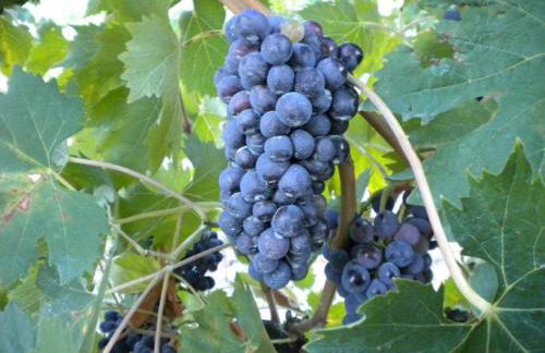 Agriturismo Il Melo - Foto 28