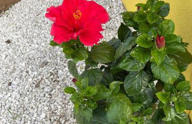 Memórias - Foto 72