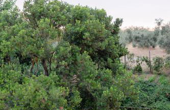 Villa Gatta Bianca - Foto 37