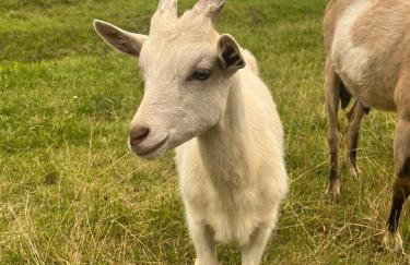 Na Skraju Lasu Domek na Drzewie & Glamping - Foto 74