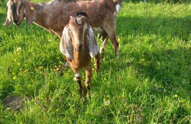 Chatka Ustrzyki - Foto 37