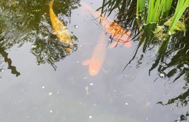 Gästehaus - Wellness Atmosphäre Merzig-Brotdorf - Foto 2