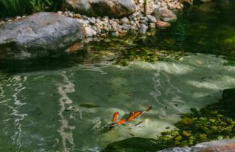 Boa Village- Bungalow com Piscina Natural- Praia de Algodões - Foto 18