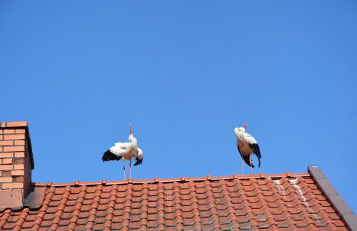 Domki "Bociania Ostoja" - Foto 12