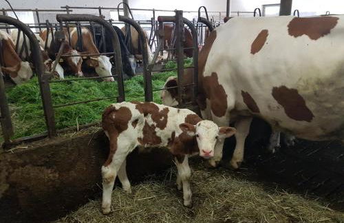 Gästehaus Annemarie - Foto 31