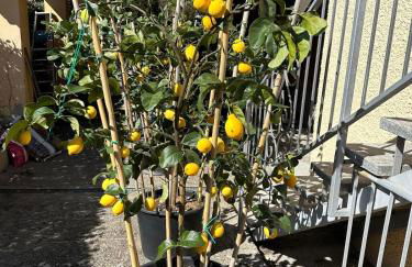 Luisa Apartment, Lake Maggiore - Foto 6