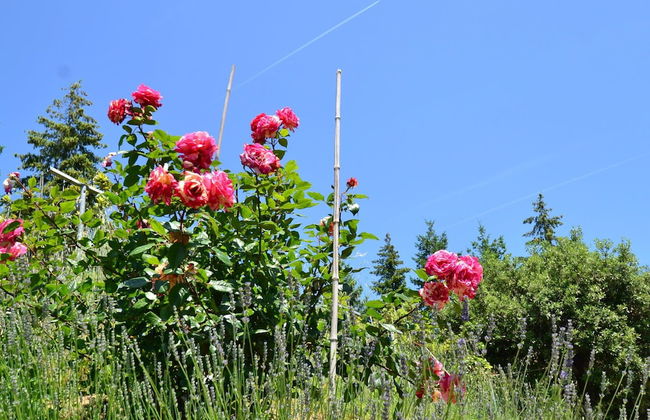 Cottage in Tuscany With Private Pool - Foto 22