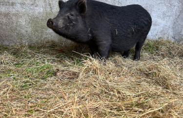 Très beau gîte à proximité du Lac de Vassivière - Foto 19