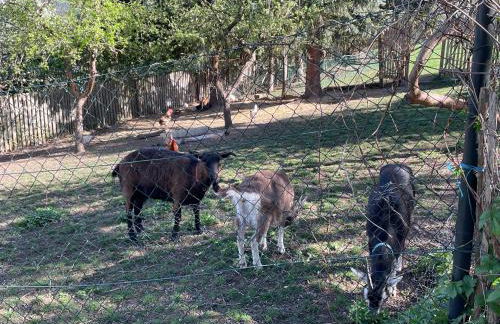 Ferienhof"WaldEsel Rippersroda" - Foto 41