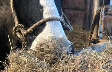 Minsener Warft - Photo 34