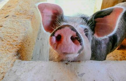 Tenuta Bartoli - Foto 13