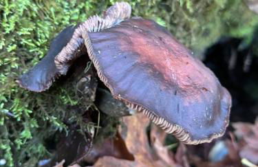 Enchanted Hollow- Cozy, Romantic Woodland Getaway - Photo 72