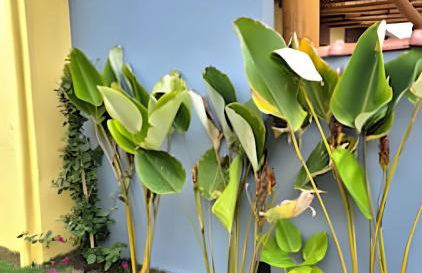 Vila Tero 400 metros da praia de Boraceia - Foto 26