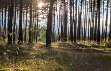 Domek Bory Tucholskie laso przestrzeń - Foto 16