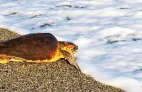 Spacious house with jacuzzi in Brancaleone Marina - Foto 51