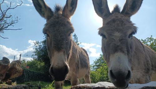 Les Charmois - Spa possible sur un autre site - Foto 2