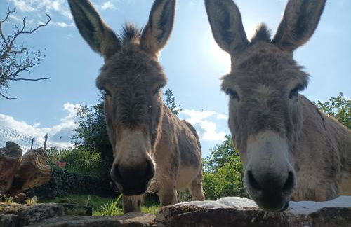 Les Charmois - Spa possible sur un autre site - Foto 2