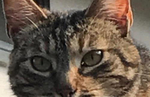 Cannubi San Lorenzo Appartamento - Photo 37