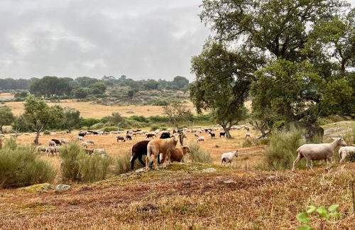 Monte da Aferrada - Casas do Monte - Foto 16