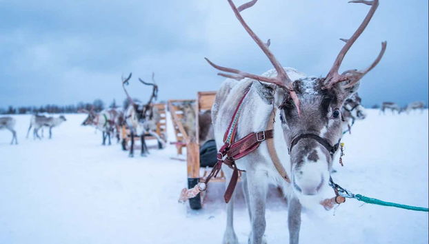 Conociendo a los renos