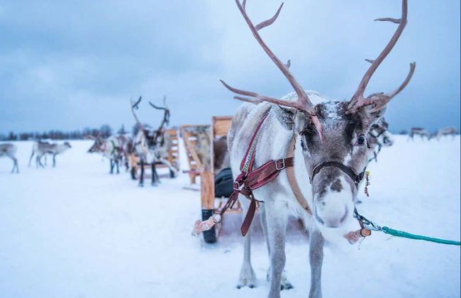 Paseo en trineo de renos y visita a un campamento sami - Foto 4