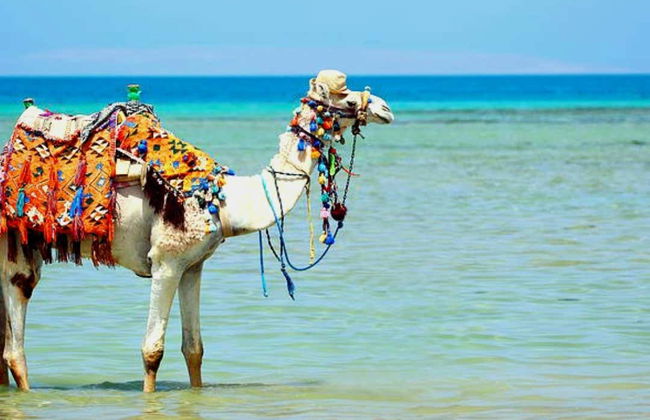 Djerba Lagoon Camel Ride - Foto 3