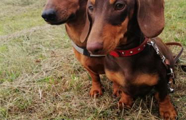 Ferienwohnung Wildau-Wentdorf - Photo 10