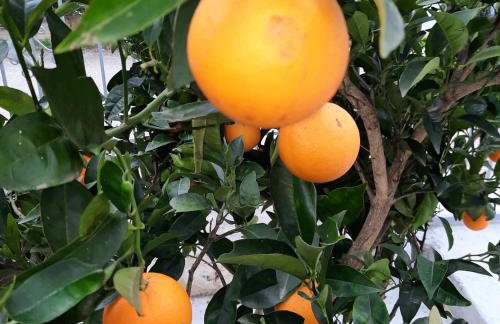 Chrissi Princess - Foto 46