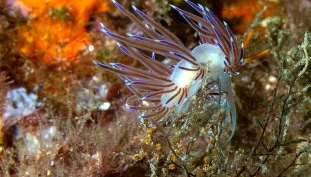 Contemplando a flora e a fauna submarina