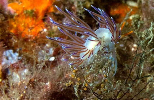 Baptême de plongée à Las Negras - Photo 3