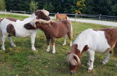 Domek na Obidzy - Foto 45