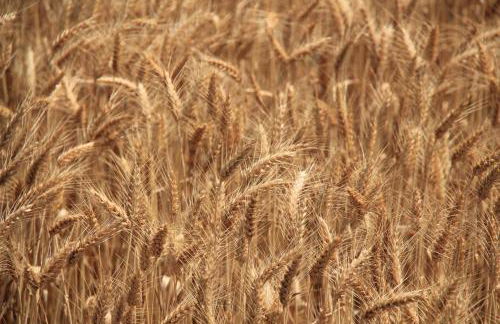 Lou Cigalou - Au Calme - Grand Jardin - Piscine Partagée - Parking - Campagne et Idéalement Situé Proche A7 et Montélimar - Foto 74