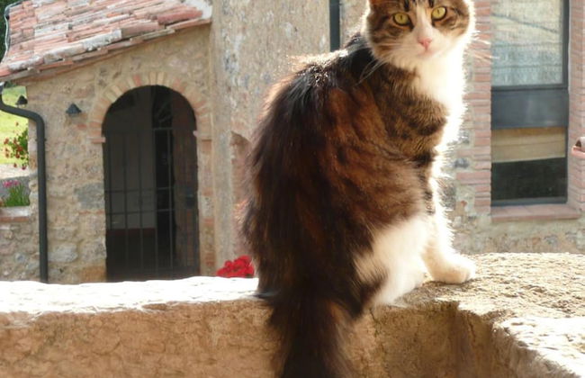 Agriturismo Colli di Travale - Foto 54