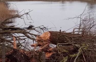 Fischstuebchen Neeberg - Foto 33