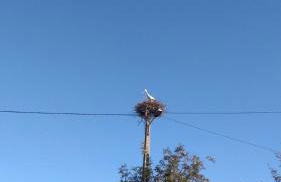 Abetarda CC - Foto 45