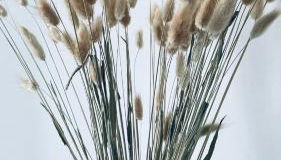 Appartement Cosy et chaleureux proche des grandes entreprises Toulousaine - Photo 5