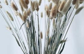 Appartement Cosy et chaleureux proche des grandes entreprises Toulousaine - Photo 5