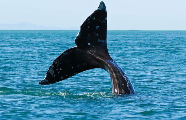 Avistamiento de ballenas en Seattle - Foto 6