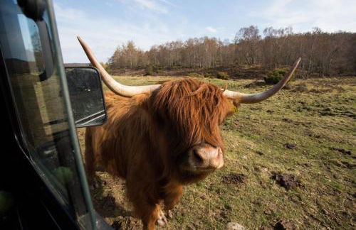 2-bed Cottage With Hot Tub at Loch Achilty, Nc500 - Foto 8