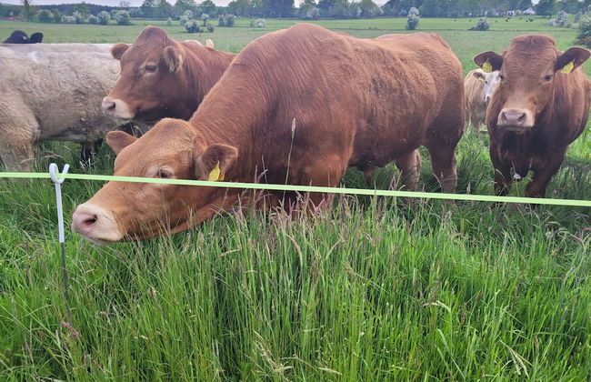 Immaculate 2-bed Cottage in Tuam - Foto 3