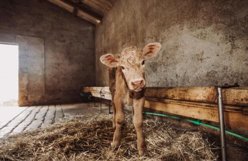 Via Lattea Agritourism - Foto 24