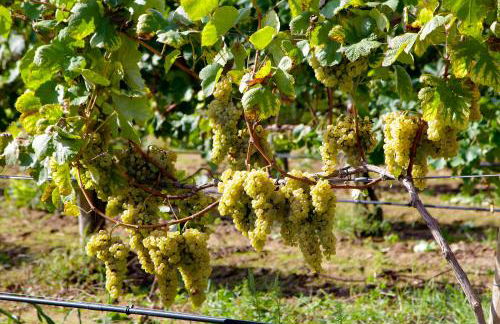 Casa Lata - Agroturismo e Enoturismo - Foto 82