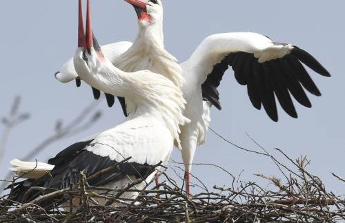Ferienwohnung Storchennest - Photo 7