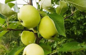 Olszyna Pod Brzozą - Foto 44